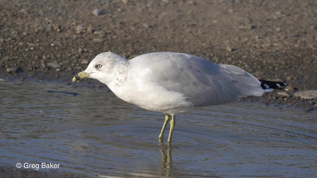 Ring-billed Gull - ML201827901