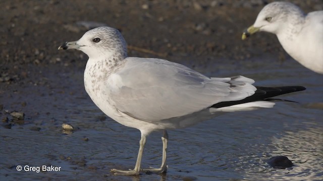 Ring-billed Gull - ML201827911