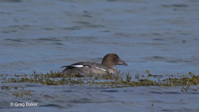 Common Goldeneye - ML201827921