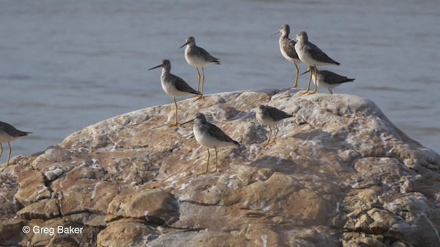 Greater Yellowlegs - ML201827941