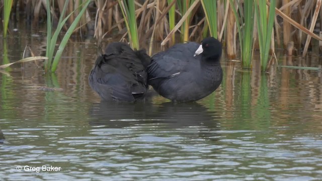 American Coot - ML201827951