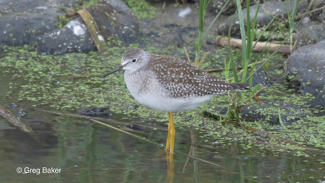 Lesser Yellowlegs - ML201827961