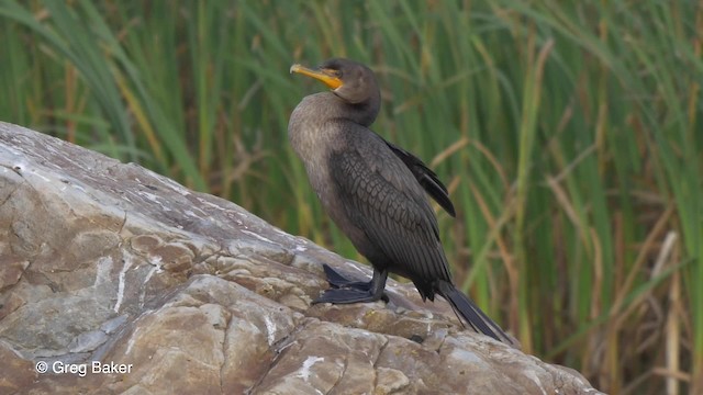 Cormoran à aigrettes - ML201827981