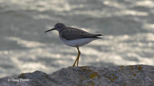 Lesser Yellowlegs - ML201827991