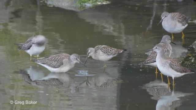 Stilt Sandpiper - ML201828001