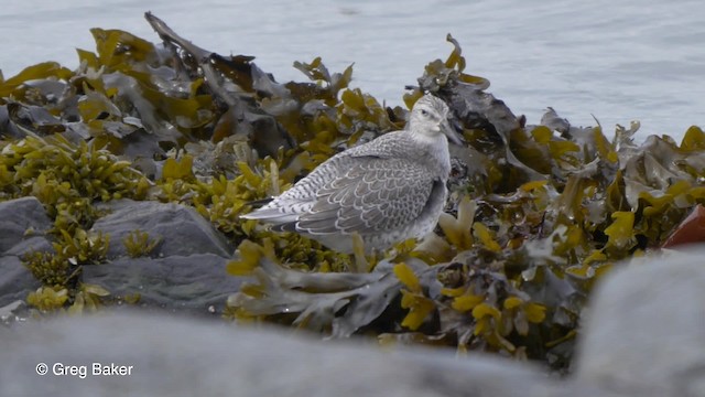 Büyük Kumkuşu - ML201828011