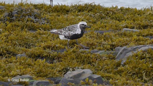 Gümüş Yağmurcun - ML201828021