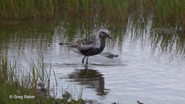 Black-bellied Plover - ML201828031