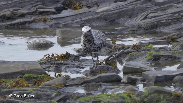 Black-bellied Plover - ML201828041