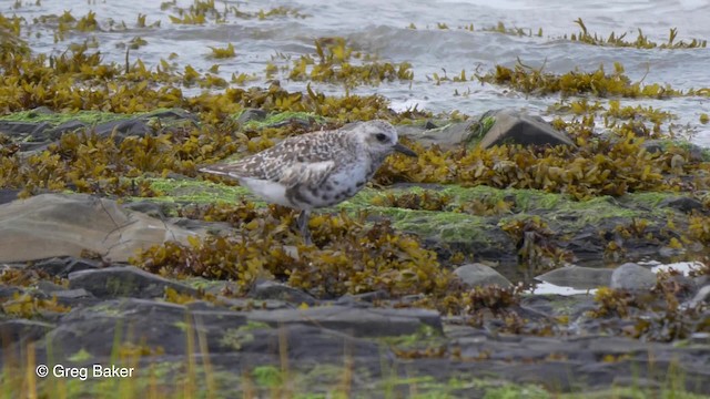 Black-bellied Plover - ML201828051