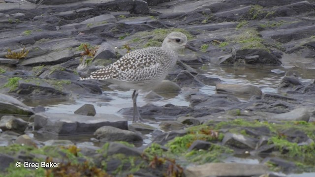 Black-bellied Plover - ML201828061