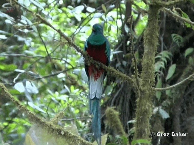 kvesal chocholatý (ssp. costaricensis) - ML201828071