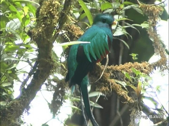 kvesal chocholatý (ssp. costaricensis) - ML201828081