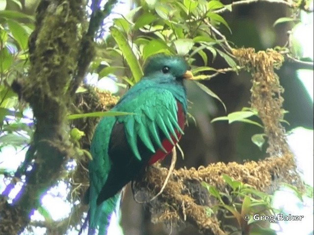 kvesal chocholatý (ssp. costaricensis) - ML201828091