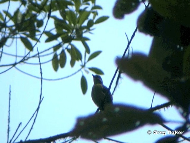 Golden-bellied Flycatcher - ML201828131