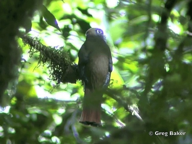 Collared Trogon (Orange-bellied) - ML201828141