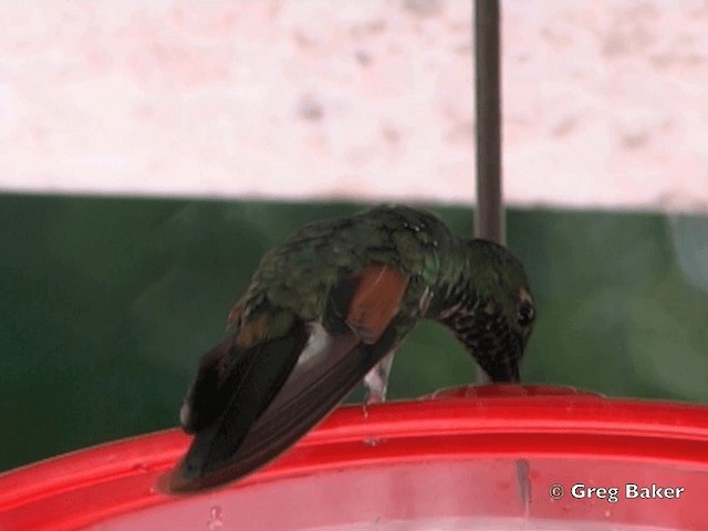 Stripe-tailed Hummingbird - ML201828151