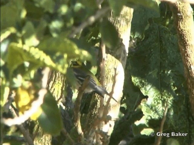 Townsend's Warbler - ML201828161