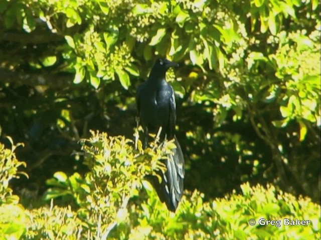 Great-tailed Grackle (Great-tailed) - ML201828171