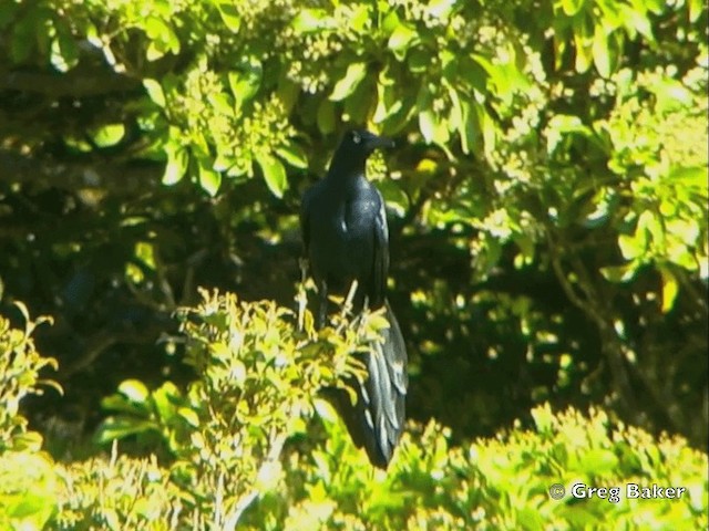 Great-tailed Grackle (Great-tailed) - ML201828171