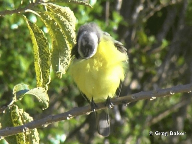 Social Flycatcher (Vermilion-crowned) - ML201828181