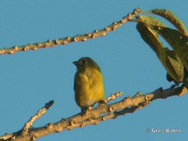 Yellow-throated Euphonia - ML201828191