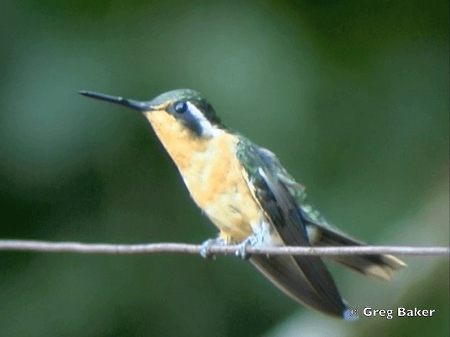 kolibřík fialovohrdlý - ML201828201