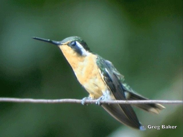 Colibri à gorge pourprée - ML201828201