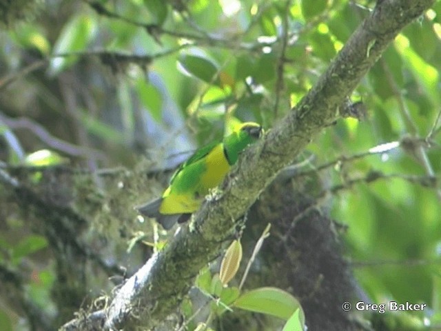 Golden-browed Chlorophonia - ML201828211