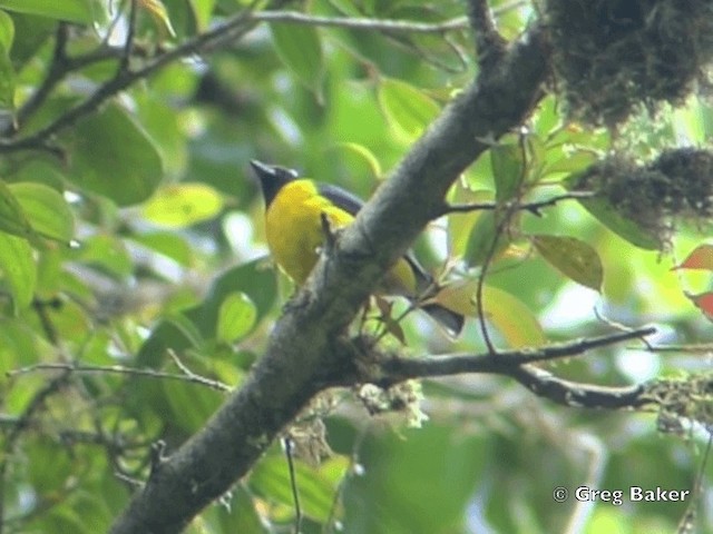 Yellow-crowned Euphonia - ML201828221