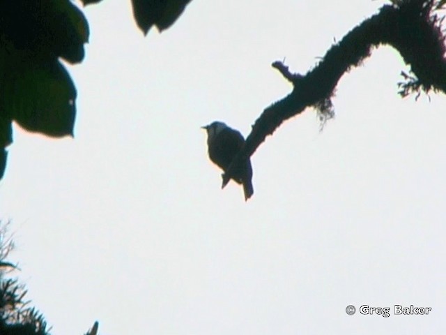 Three-wattled Bellbird - ML201828231