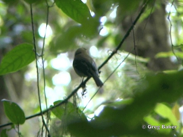 Yellowish Flycatcher - ML201828241