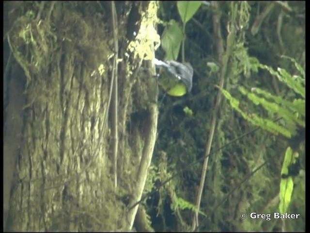 Collared Redstart - ML201828251