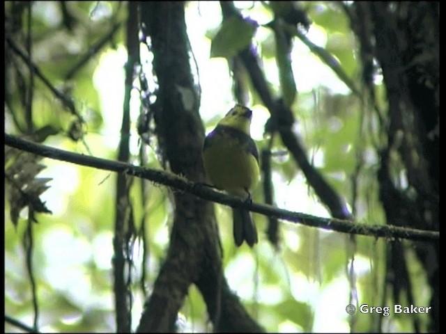 Collared Redstart - ML201828261