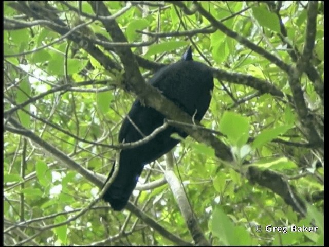 Schwarzguan - ML201828311