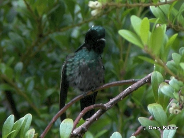 Colibri à gorge pourprée - ML201828321