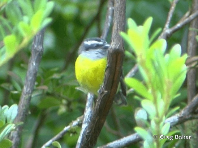 Bananaquit (Continental) - ML201828331