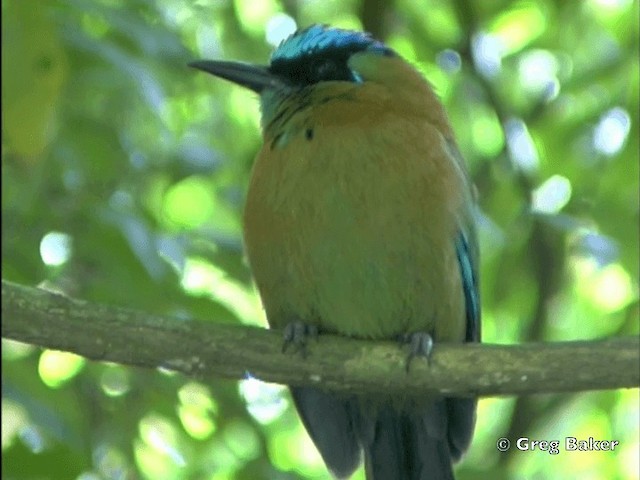 Lesson's Motmot - ML201828341