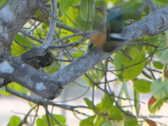 Motmot à sourcils bleus - ML201828381