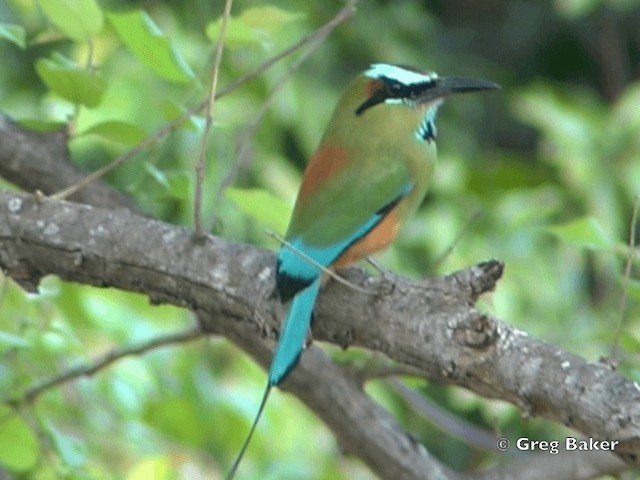 Brauenmotmot - ML201828391