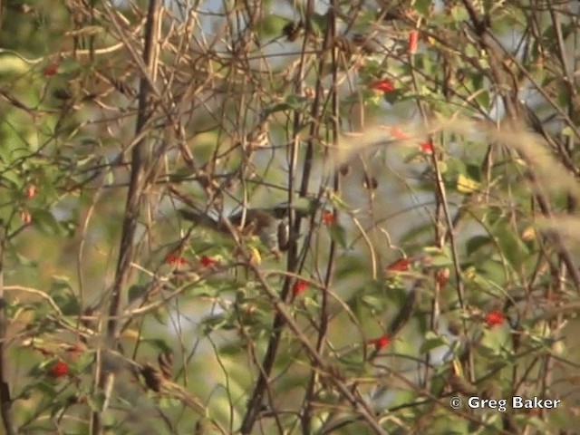 Stripe-headed Sparrow - ML201828401