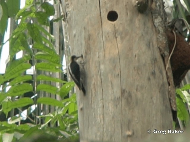 Carpintero Nuquigualdo - ML201828421