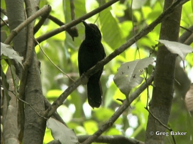 Black-hooded Antshrike - ML201828431