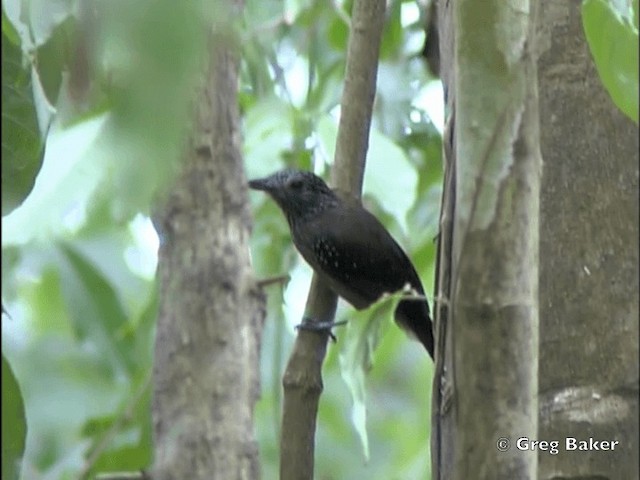 Black-hooded Antshrike - ML201828441