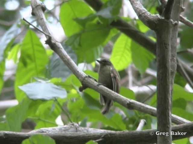 Plain Xenops (mexicanus Group) - ML201828451