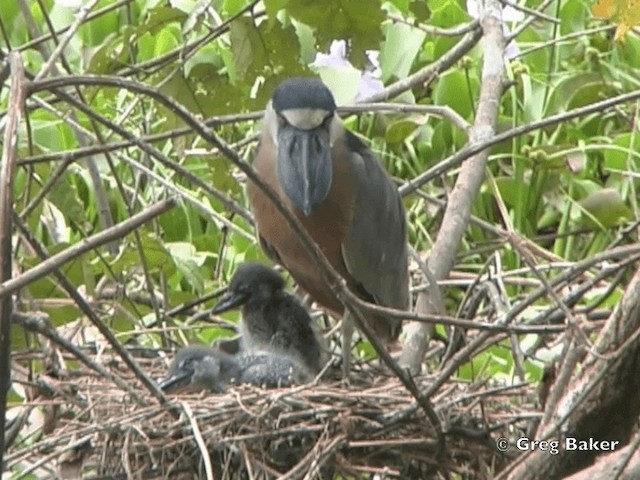 Boat-billed Heron (Northern) - ML201828471