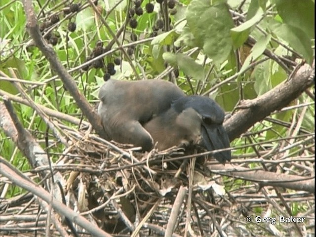 Boat-billed Heron (Northern) - ML201828481