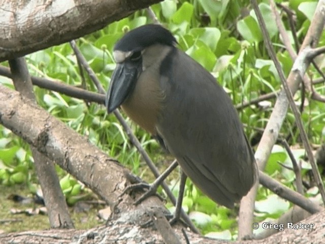 Boat-billed Heron (Northern) - ML201828491