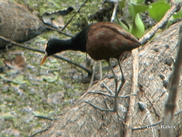 Jacana du Mexique - ML201828501