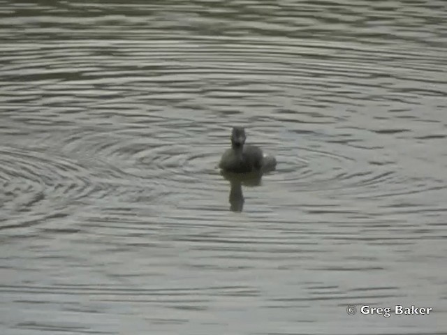 Least Grebe - ML201828511